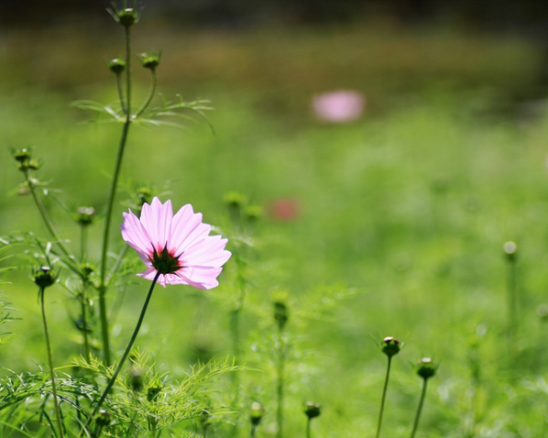 肾虚喝中药越补越虚弱怎么办