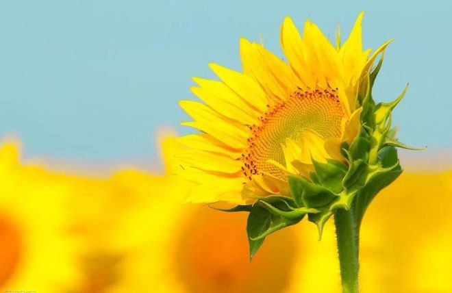 有关儿童心理健康的小知识