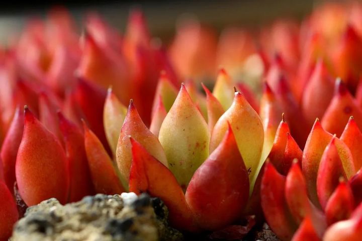 冬季养生的小知识有哪些