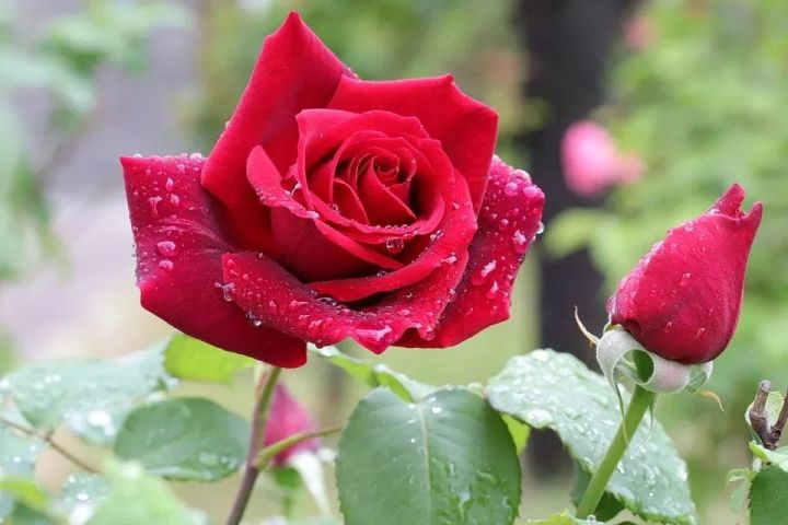 健身运动训练平台下载教程，关于青春期心理健康知识