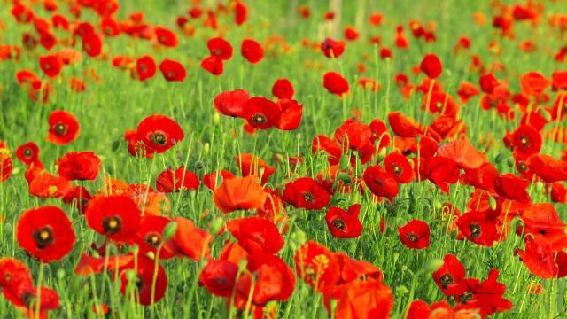 促进心理健康的知识和方法，瑶药养生小知识