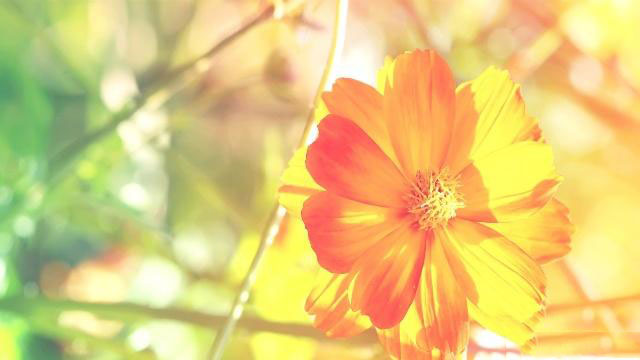 水仙怎么养生小知识分享