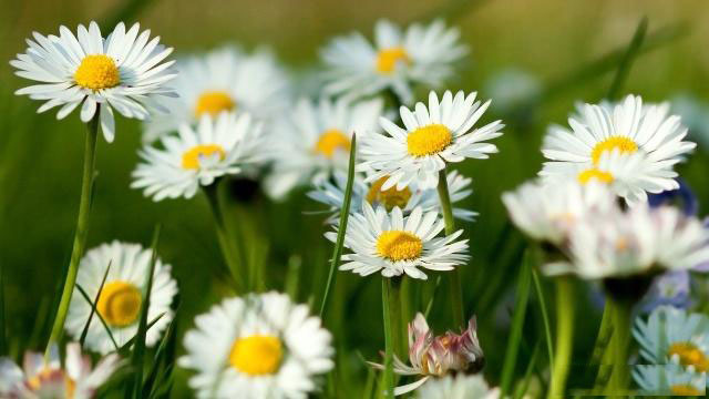 13条养生小知识视频讲座，健康减肥饮食食谱表图片