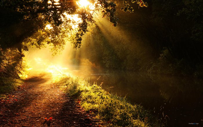 给狗狗健康饮食谱大全图，每日养生小知识花茶