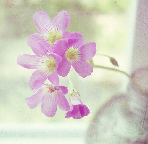 李文文说养生小知识文案