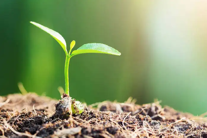 养生小知识生活小常识图片，女人养生茶小知识分享